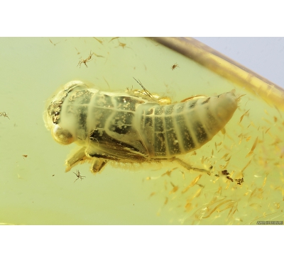 Planthopper nymph , Cicadina. Fossil insect in Baltic amber #8630