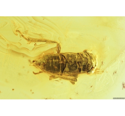 Plant-hopper Nymph, Cicadina. Fossil insect in Baltic amber #8631