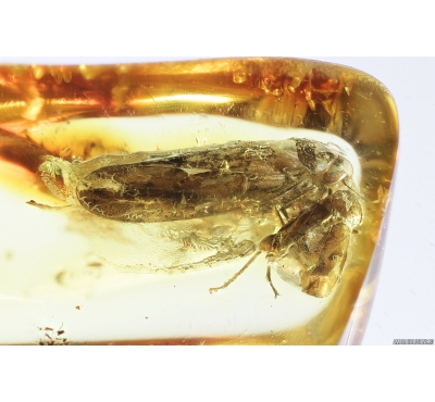 5 Planthoppers , Cicadina. Fossil insects in Baltic amber #8632