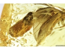 Nice, Big Planthopper, Cicadina. Fossil insect in Baltic amber #8634