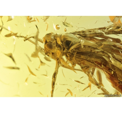 Nice, Big Planthopper, Cicadina. Fossil insect in Baltic amber #8634