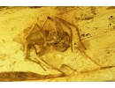 Planthopper nymph , Cicadina and Spider, Araneae. Fossil insect in Baltic amber #8635