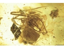 ARCHAEIDAE, PARADOXA, DAWN SPIDER. Fossil inclusion in Baltic amber #8636