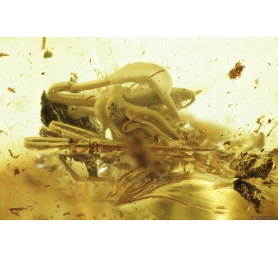 ARCHAEIDAE, PARADOXA, DAWN SPIDER. Fossil inclusion in Baltic amber #8636