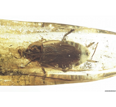 Big 11mm Cockroach, Blattaria and Brown scavenger beetle, Latridiidae. Fossil inclusions in Baltic amber #8637