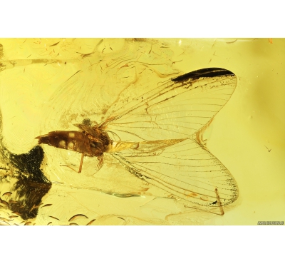 Mayfly, Ephemeroptera. Fossil insect in Baltic amber stone #8638