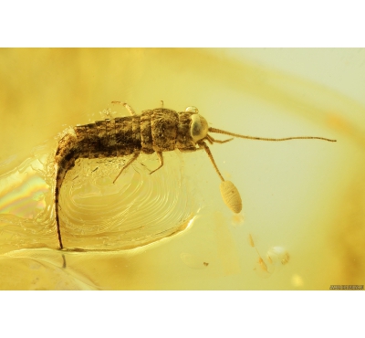 Nice Bristletail, Machilidae. Fossil insect in Baltic amber #8639