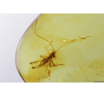Cricket, Orthoptera. Fossil insect in Baltic amber #8640