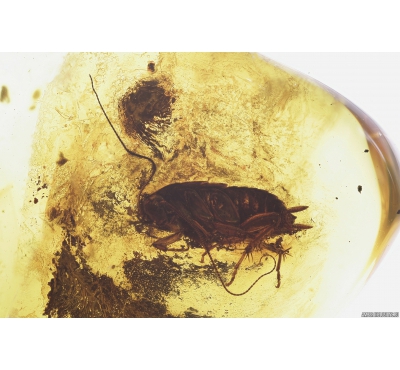 Cockroach, Blattaria. Fossil insect in Baltic amber #8641
