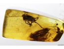 Cricket, Caddisfly and More. Fossil inclusions in Baltic amber #8642