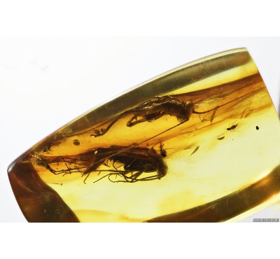 Cricket, Caddisfly and More. Fossil inclusions in Baltic amber #8642