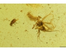 Mammalian hair, Nice Beetle larva and More. Fossil inclusions in Baltic amber #8643