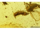 Mammalian hair, Nice Beetle larva and More. Fossil inclusions in Baltic amber #8643