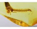 Nice Centipede, Chilopoda, Geophilidae and Spider in Web. Fossil inclusions in Baltic amber #8644