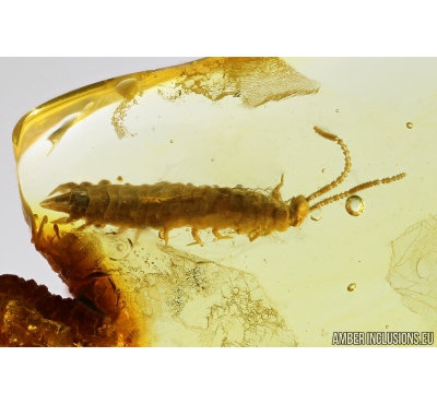 Rare Centipede, Symphyla. Fossil insect in Baltic amber #8645