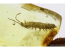 Rare Centipede, Symphyla. Fossil insect in Baltic amber #8645