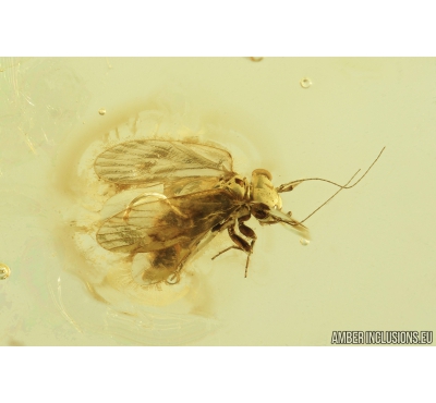 Psocid, Psocoptera. Fossil insect in Baltic amber #8646