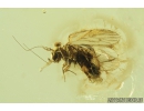 Psocid, Psocoptera. Fossil insect in Baltic amber #8646