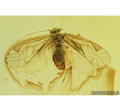 Psocid, Psocoptera. Fossil insect in Baltic amber #8647