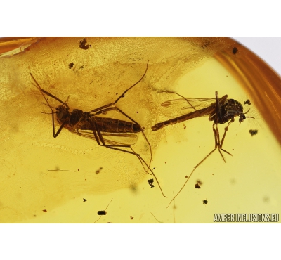 Chironomidae, Post Mating (Copula) True midges. Fossil insects in Baltic amber #8650