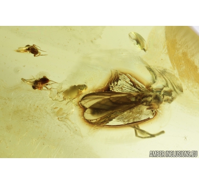 Black fly Simuliidae,  3 Scuttle flies Phoridae and More. Fossil insects in Ukrainian amber #8651