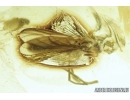 Black fly Simuliidae,  3 Scuttle flies Phoridae and More. Fossil insects in Ukrainian amber #8651