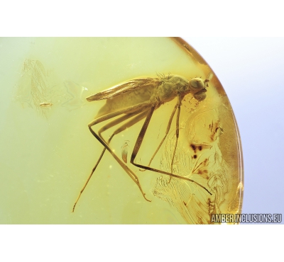 Rare Stilt-Legged Fly with Egg, MICROPEZIDAE. Fossil insect in Baltic amber #8652
