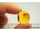 Rare Stilt-Legged Fly with Egg, MICROPEZIDAE. Fossil insect in Baltic amber #8652