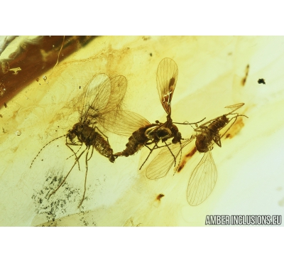 5 Nice Moth flies, Psychodidae. Fossil insect in Baltic amber #8654