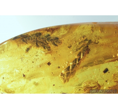 7 twigs of Thuja with buds and More. Fossil inclusions in Baltic amber #8656