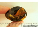 Big 25mm wood fragment. Fossil inclusion in Baltic amber #8657