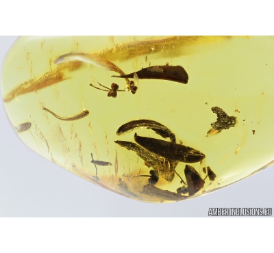 Many flower fragments. Fossil inclusions in Baltic amber #8659