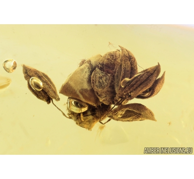 Nice Oak flower. Fossil inclusion in Baltic amber stone #8661