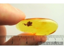 Nice Oak flower. Fossil inclusion in Baltic amber stone #8661