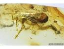 Planthopper, Cicadina with Parasitic Larva . Fossil insects in Baltic amber #8663