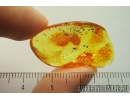 Rare Crane fly, Limoniidae, Cheilotrichia. Fossil insect in Baltic amber #8667