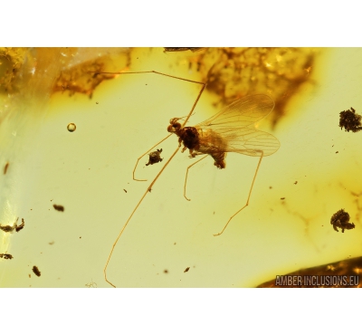 Rare Crane fly, Limoniidae, Cheilotrichia. Fossil insect in Baltic amber #8667