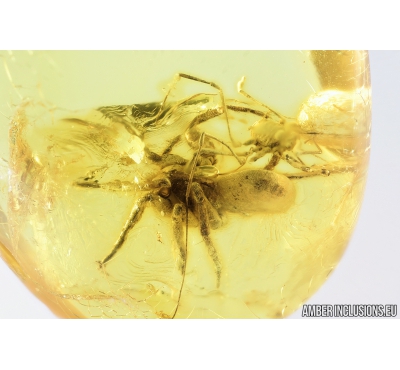 Spider Araneae and Harvestman Opiliones.  Fossil inclusion in Baltic amber stone#8678