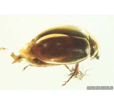 Two Marsh beetles Scirtidae and More. Fossil insects in Baltic amber #8680
