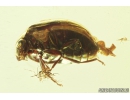Two Marsh beetles Scirtidae and More. Fossil insects in Baltic amber #8680