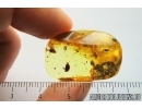 Two Marsh beetles Scirtidae and More. Fossil insects in Baltic amber #8680