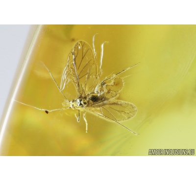 Aphid, Aphididae. Fossil insects in Baltic amber #8683