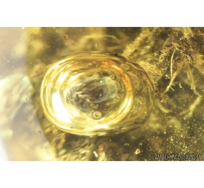 Running air in water bubble. Fossil Inclusion in Baltic amber #8685