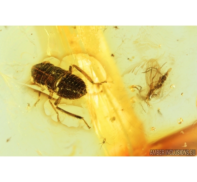 Plant-hopper Nymph, Cicadina. Fossil insect in Baltic amber #8687