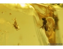 Bristletail Machilidae and Mites Acari. Fossil insects in Baltic amber #8688