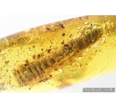 Big 19mm! Wasp Larva, Hymenoptara. Fossil inclusion in Baltic amber #8692