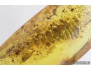 Big 19mm! Wasp Larva, Hymenoptara. Fossil inclusion in Baltic amber #8692
