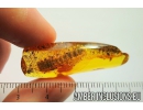 Big 19mm! Wasp Larva, Hymenoptara. Fossil inclusion in Baltic amber #8692