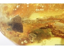 Nice Rare Flower, Planthopper Larva and Caddisfly. Fossil inclusions in Baltic amber #8696