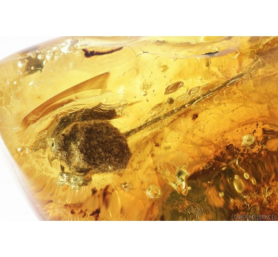 Nice Rare Flower, Planthopper Larva and Caddisfly. Fossil inclusions in Baltic amber #8696